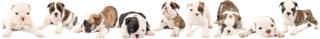 Small Animal Vet Cross Plains, Black Earth, Mt. Horeb, Mazomanie, Sauk, Spring Green, Arena